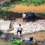 काठेखोलामा हलगोरु पाल्ने एक सय अठहत्तर किसानले पाए पोषणभत्ता